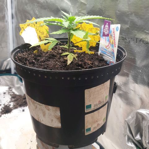 ROLLERCOASTER HAZE  growlog timeline photo