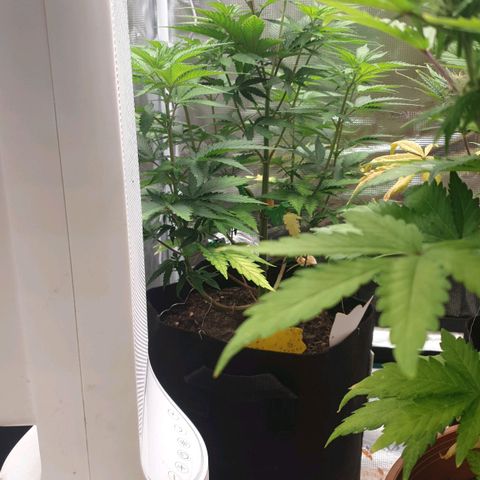 Frosty Acai Mintz growlog timeline photo