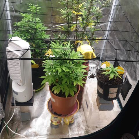 Frosty Acai Mintz growlog timeline photo