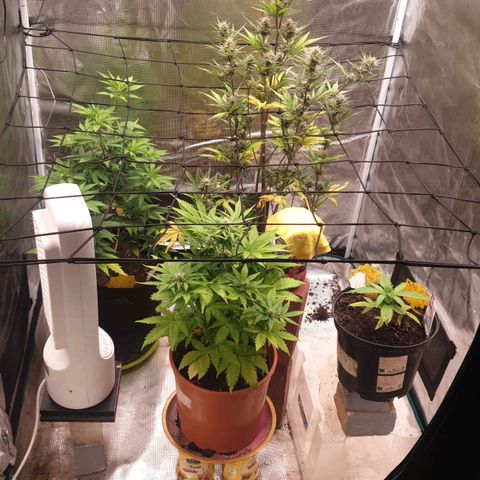 Frosty Acai Mintz growlog timeline photo