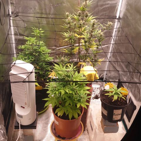 Frosty Acai Mintz growlog timeline photo