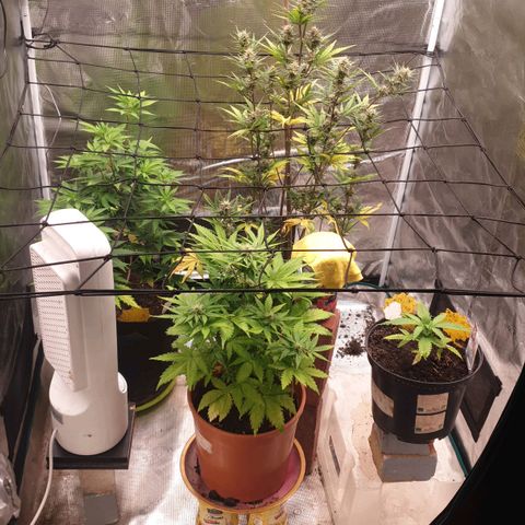Frosty Acai Mintz growlog timeline photo