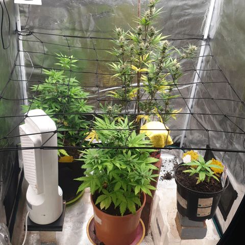 Frosty Acai Mintz growlog timeline photo