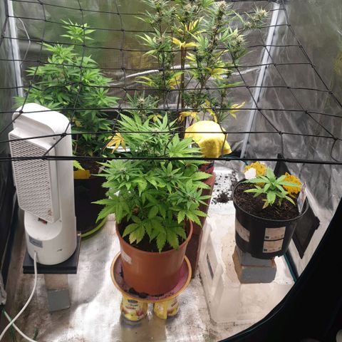 Frosty Acai Mintz growlog timeline photo