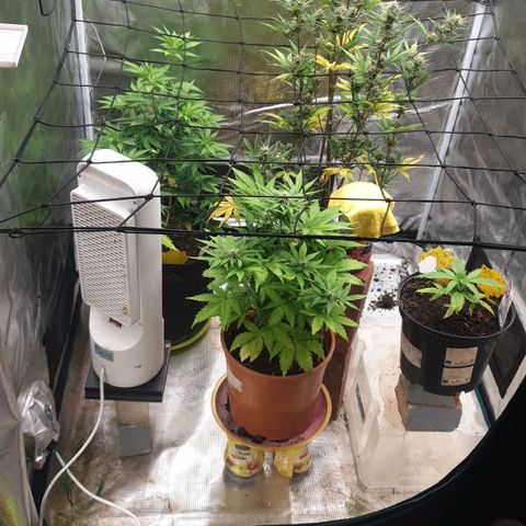 Frosty Acai Mintz growlog timeline photo