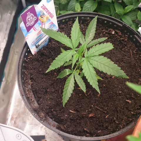 ROLLERCOASTER HAZE  growlog timeline photo