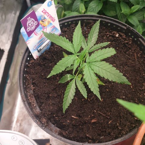 ROLLERCOASTER HAZE  growlog timeline photo