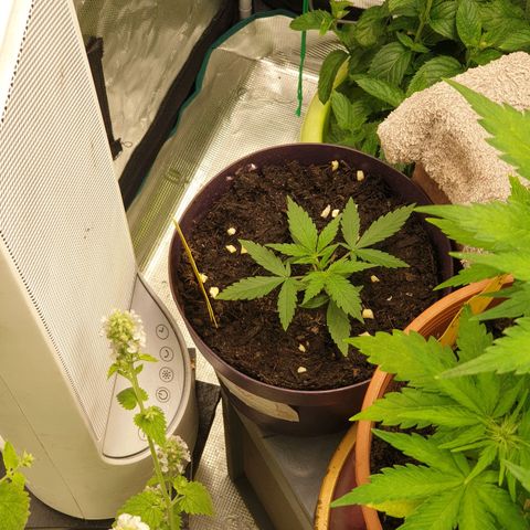 TRAINWRECK growlog photo: Sie wächst und gedeiht und entwickelt mittlerweile einen echt interessanten Geruch 🥴🤤👽☠💥🏂