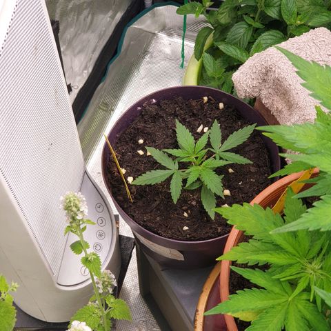 TRAINWRECK growlog photo: Sie wächst und gedeiht und entwickelt mittlerweile einen echt interessanten Geruch 🥴🤤👽☠💥🏂