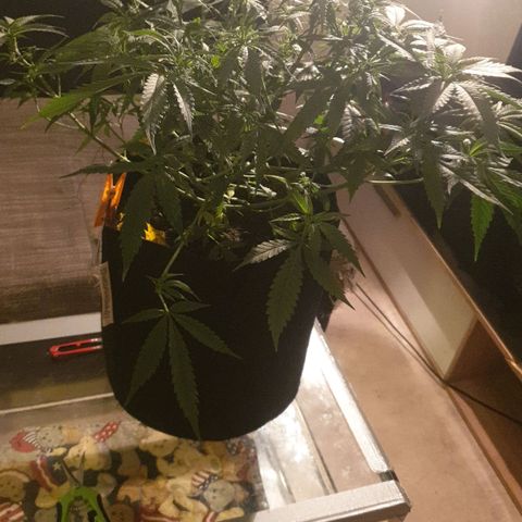 ROLLERCOASTER HAZE  growlog timeline photo