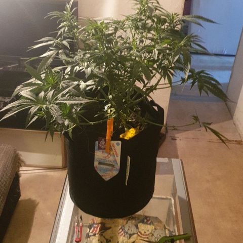 ROLLERCOASTER HAZE  growlog timeline photo