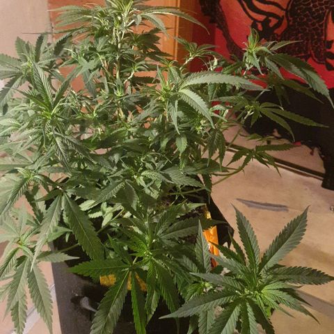 ROLLERCOASTER HAZE  growlog timeline photo