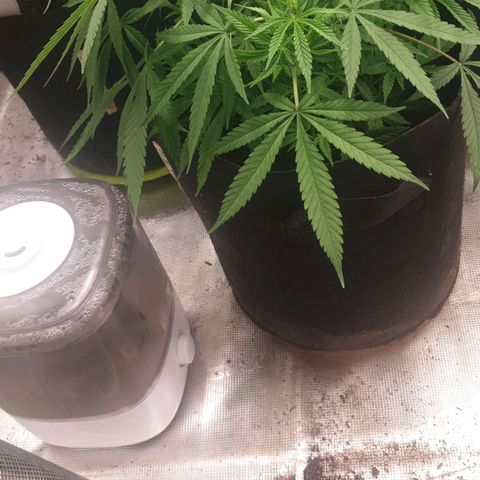 TRAINWRECK growlog timeline photo
