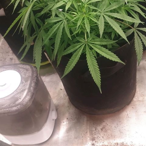 TRAINWRECK growlog timeline photo