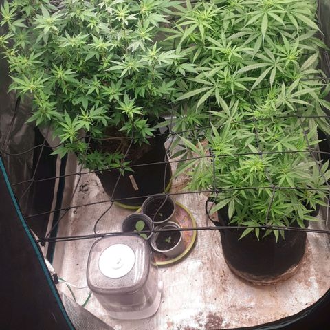 Frosty Acai Mintz growlog timeline photo