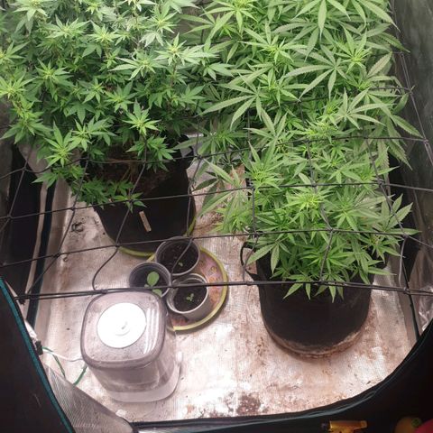 Frosty Acai Mintz growlog timeline photo