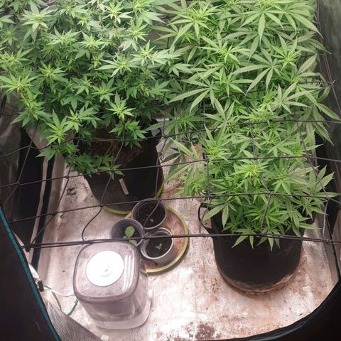 Frosty Acai Mintz growlog timeline photo