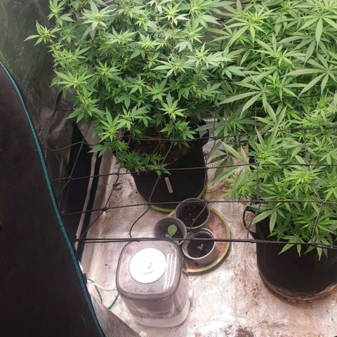 Frosty Acai Mintz growlog timeline photo