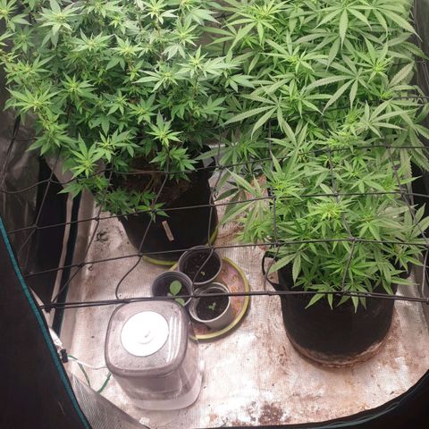 Frosty Acai Mintz growlog timeline photo