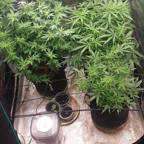 Frosty Acai Mintz growlog timeline photo