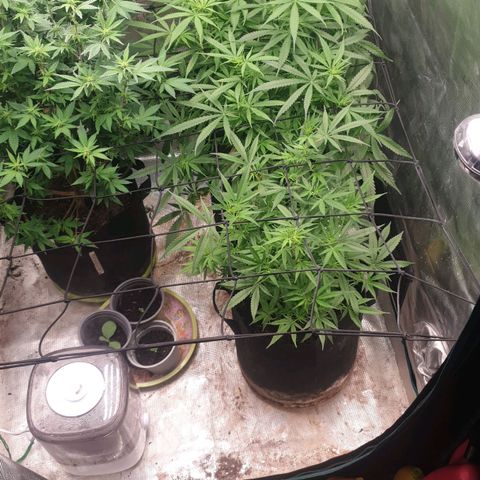 Frosty Acai Mintz growlog timeline photo