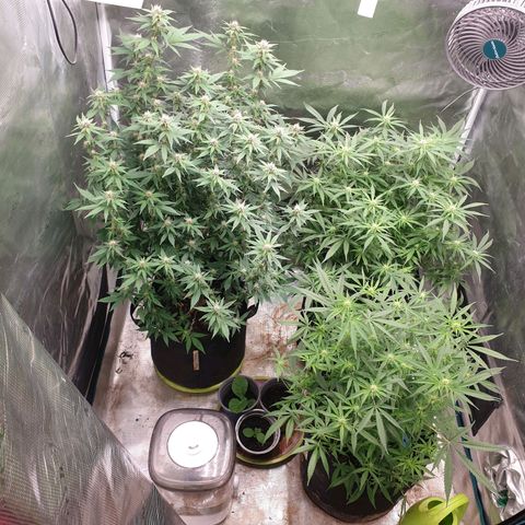 ROLLERCOASTER HAZE  growlog timeline photo