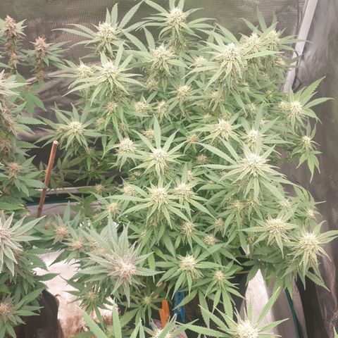 ROLLERCOASTER HAZE  growlog timeline photo