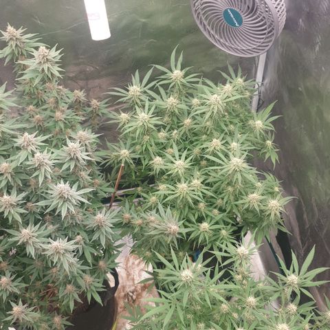 ROLLERCOASTER HAZE  growlog timeline photo