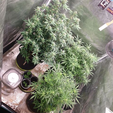 ROLLERCOASTER HAZE  growlog timeline photo