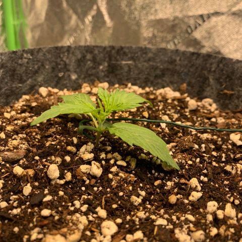 Banana Hammock growlog timeline photo