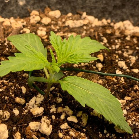 Banana Hammock growlog timeline photo