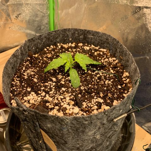 Banana Hammock growlog timeline photo