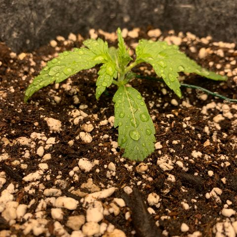 Banana Hammock growlog timeline photo