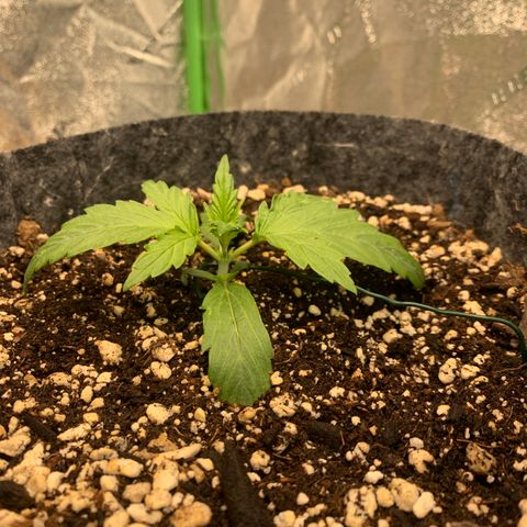 Banana Hammock growlog timeline photo
