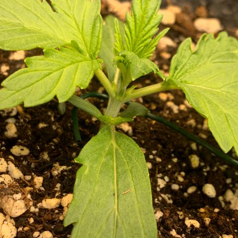 Banana Hammock growlog timeline photo