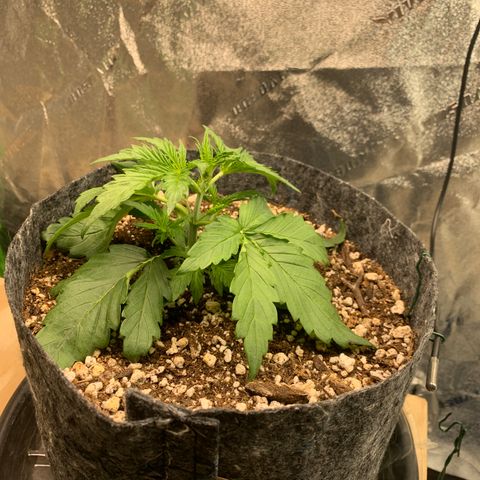 Banana Hammock growlog timeline photo
