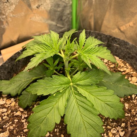 Banana Hammock growlog timeline photo