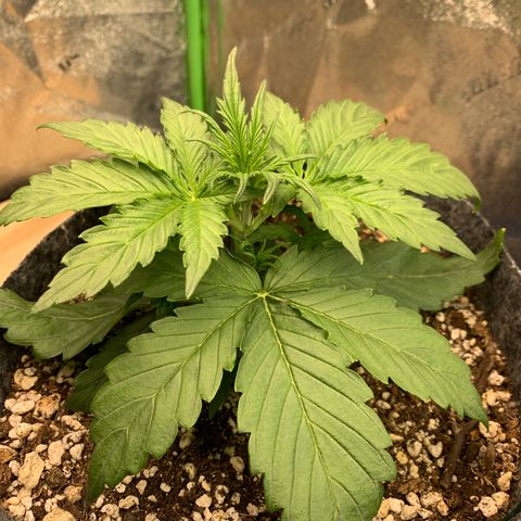 Banana Hammock growlog timeline photo