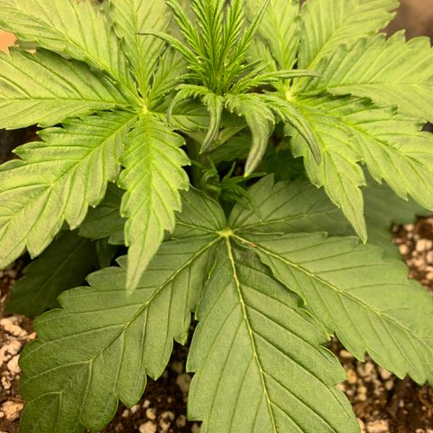 Banana Hammock growlog timeline photo