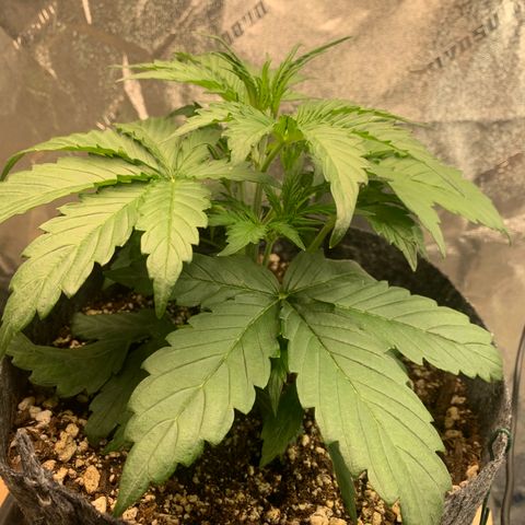 Banana Hammock growlog timeline photo