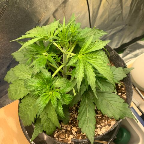 Banana Hammock growlog timeline photo