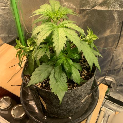 Banana Hammock growlog timeline photo