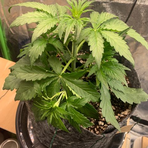 Banana Hammock growlog timeline photo