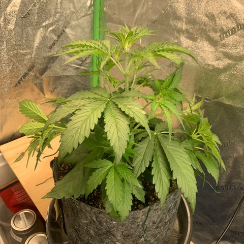 Banana Hammock growlog timeline photo