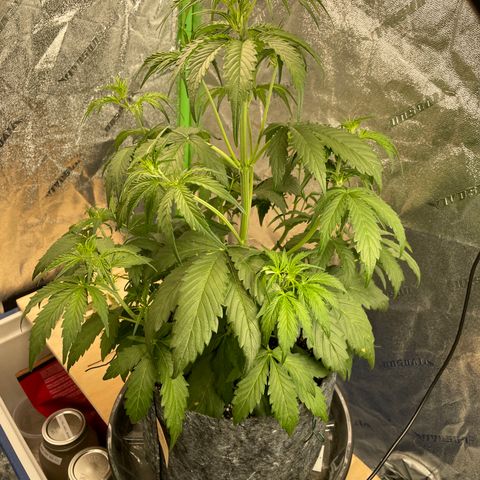Banana Hammock growlog timeline photo