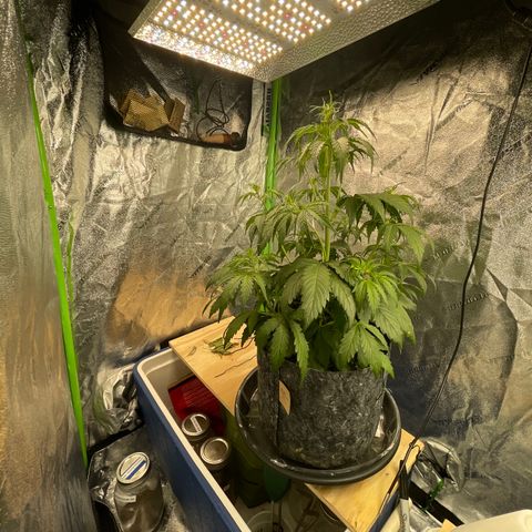 Banana Hammock growlog timeline photo