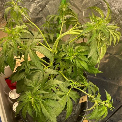 Banana Hammock growlog timeline photo