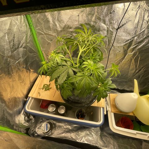 Banana Hammock growlog timeline photo