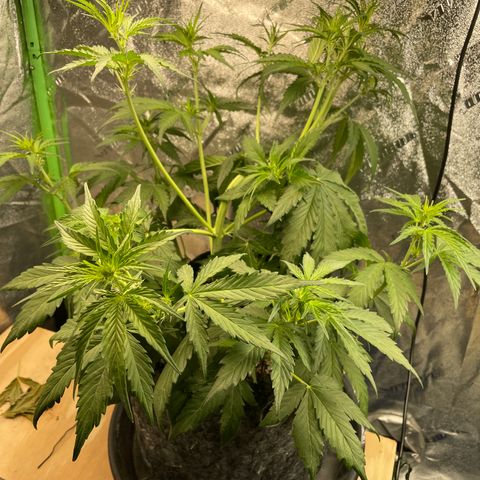Banana Hammock growlog timeline photo