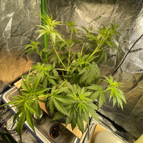 Banana Hammock growlog timeline photo